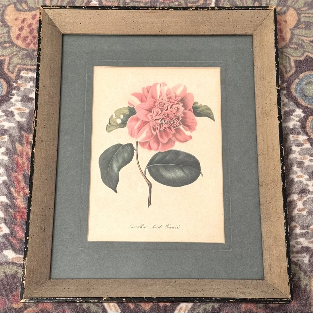 2 Vintage 1950s Framed Camellia &  agnes harrison Lithographs 11.25
